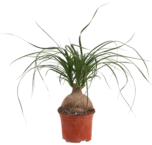 Beaucarnea (Olifantenpoot) (S)