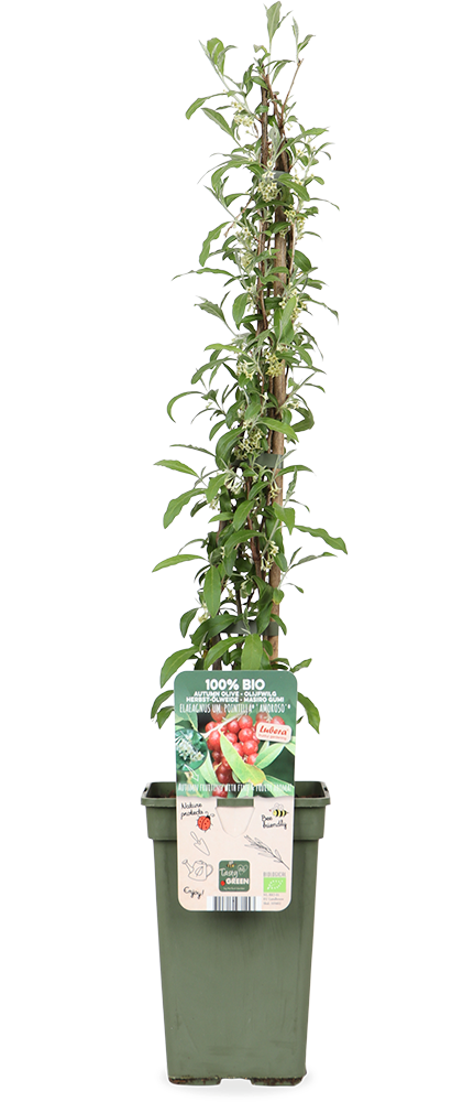 Olijfwilg (Elaeagnus umb. Pointilla) (M)