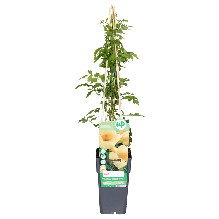 Trompetbloem (M) (Campsis rad. Flava)