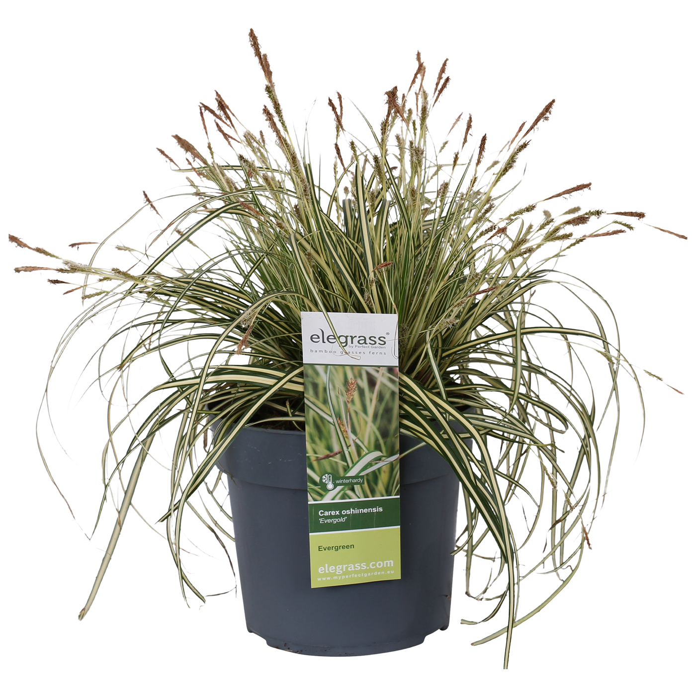 Bontbladige zegge (M) (Carex hachijoensis "evergold")