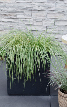 Bontbladige zegge (S) (Carex hachijoensis "evergold")