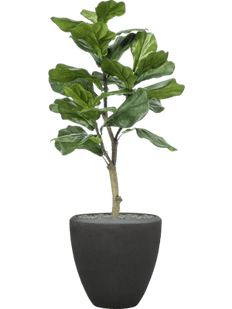 Ficus Lyrata in Baq Polystone Plain Smoke - Artificial