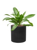 Opgemaakte hydrocultuur planten