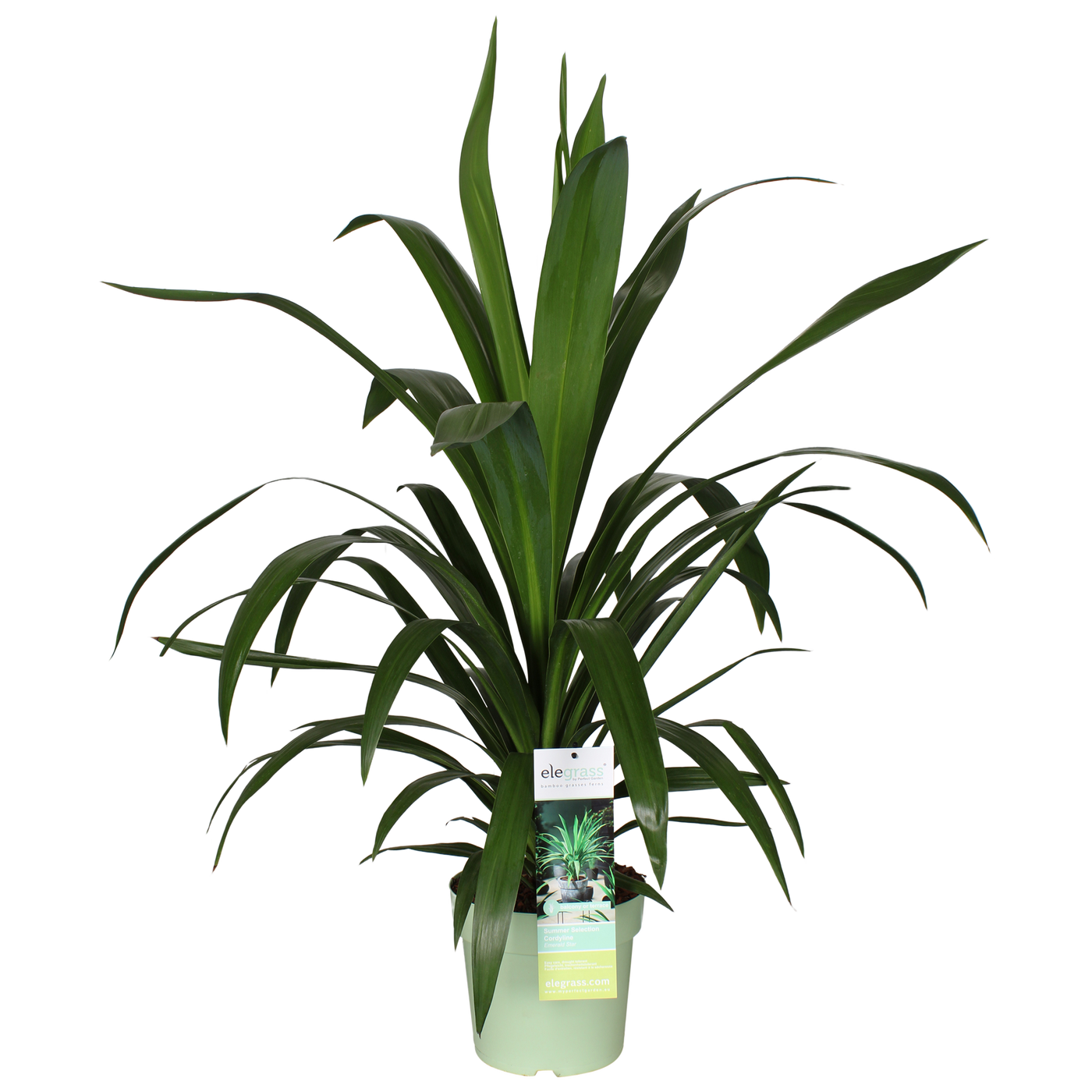 Koolpalm (M) (Cordyline Emerald Star)