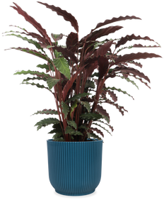 Calathea rufibarba (Pauwenplant) (M)