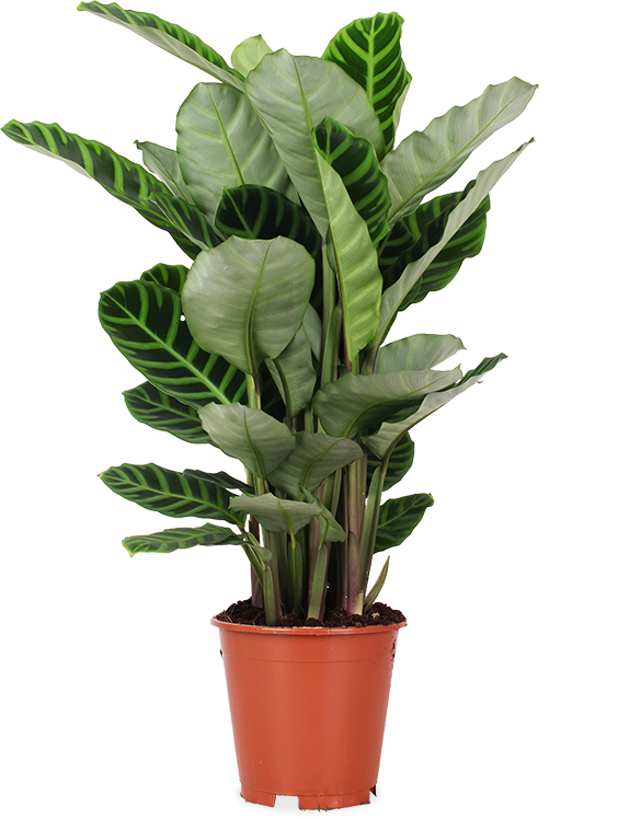 Calathea zebrina (Pauwenplant) (M)