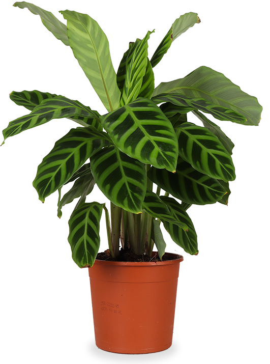 Calathea Zebrina (Pauwenplant) (S)