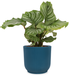 Calathea orbifolia (Pauwenplant)