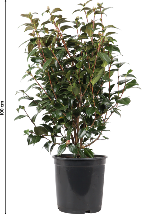 Japanse roos (L) (Camellia jap. "Black Lace")