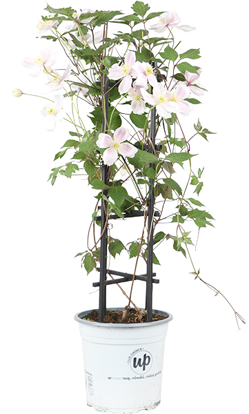 Witte bosrank (Clematis Montana Fenne) (M)