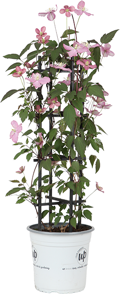 Roze bosrank (Clematis Montana Fincent) (M)