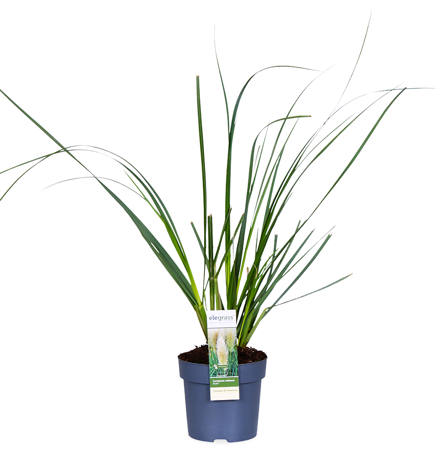 Pampasgras (M) (Cortaderia selloana evita)