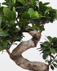 inspiratie-2