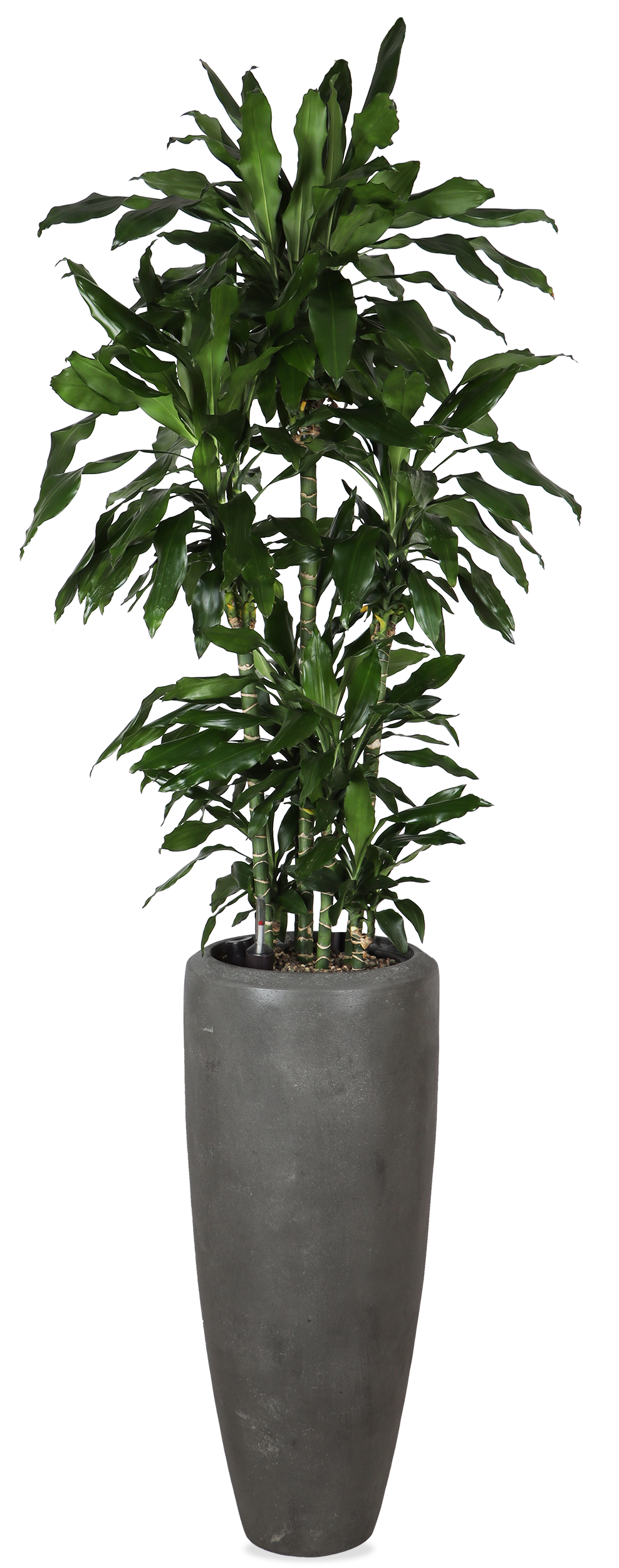 Dracaena opgemaakt in Baq pot