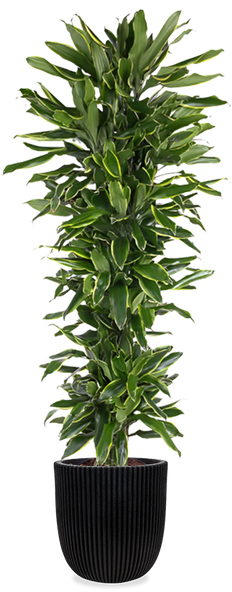 Dracaena Gold Coast (Drakenbloedboom) (XXL)