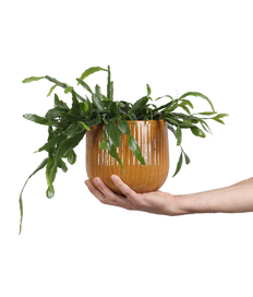 Rhipsalis crispata (Koraalcactus) (S)