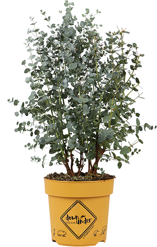 Eucalyptus gunnii (Gomboom) (M)
