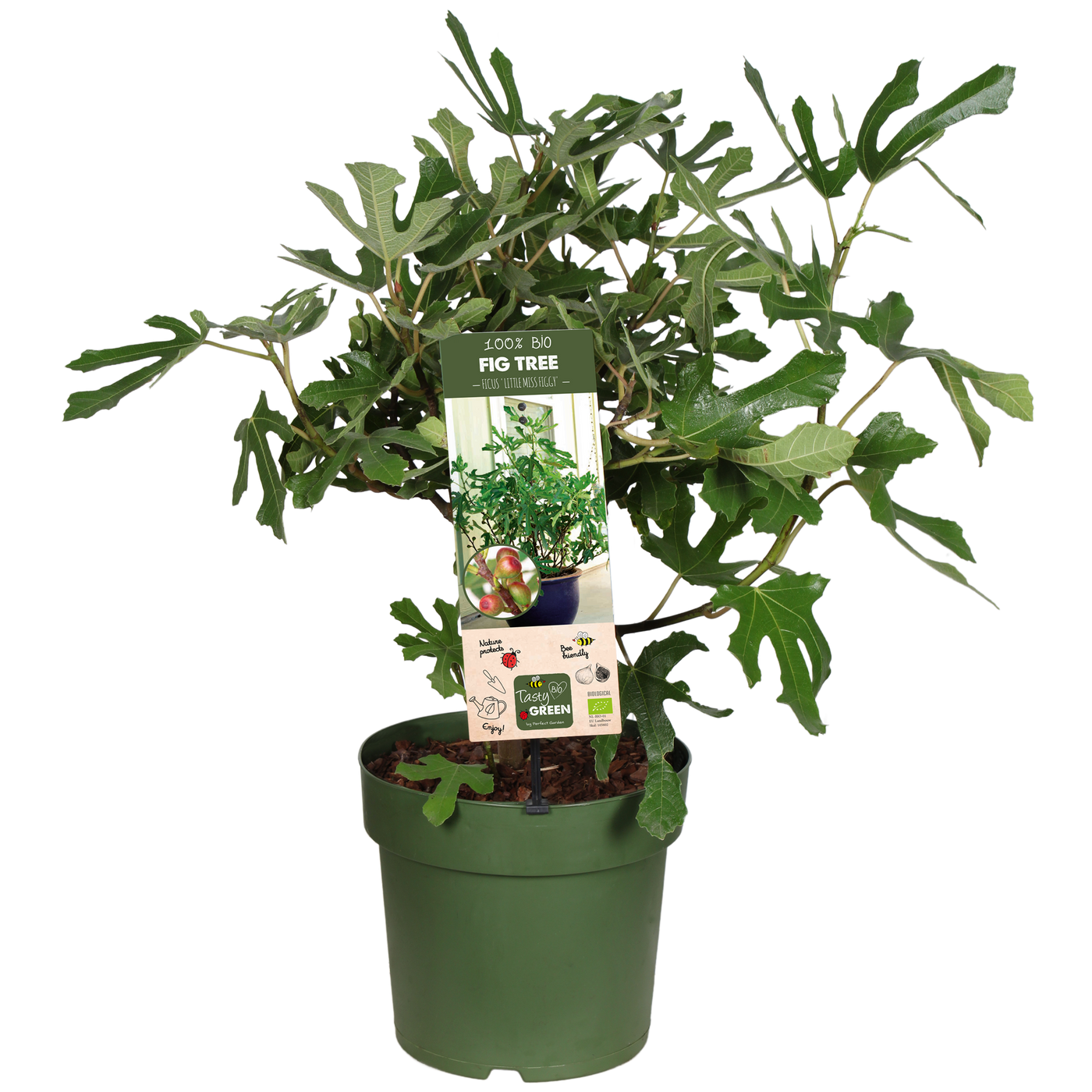 Vijgenboom (Ficus carica) (M)
