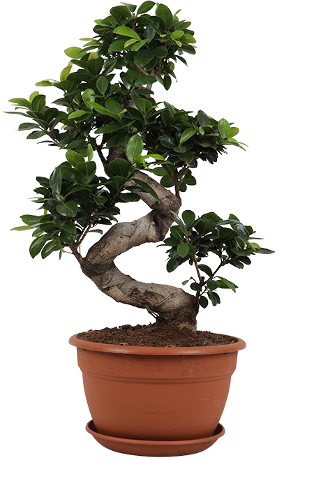 Ficus microcarpa ginseng