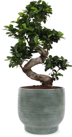 Ficus microcarpa ginseng