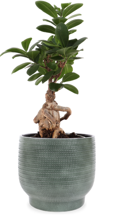 Ficus microcarpa ginseng (Chinese Vijg) (S)
