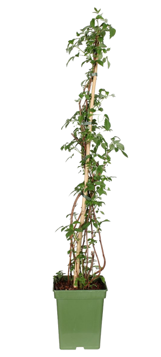 Framboos (Rubus ideaus) (L)