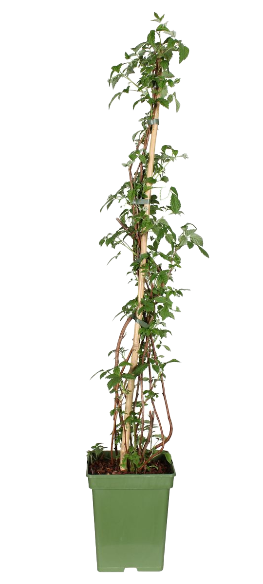 Framboos (Rubus ideaus) (L)
