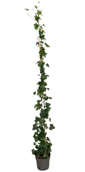 Hedera Helix Wonder (Klimop) (L)