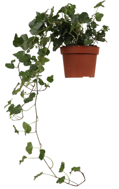 Hedera Helix Wonder (Klimop) (S)