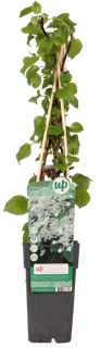 Klimplanten