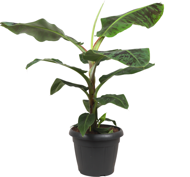 Musa dwarf cavendish (Bananenplant) (XL)