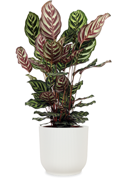 Calathea makoyana (Pauwenplant) (M)