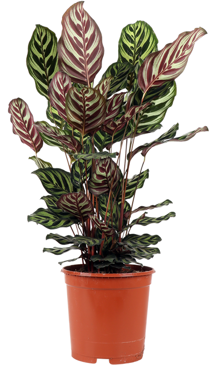 Calathea makoyana (Pauwenplant) (M)