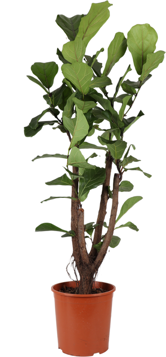 Ficus lyrata vertakt op stam (Tabaksplant)