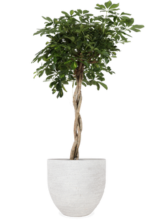 Schefflera gold capella (Vingerboom) (XL)