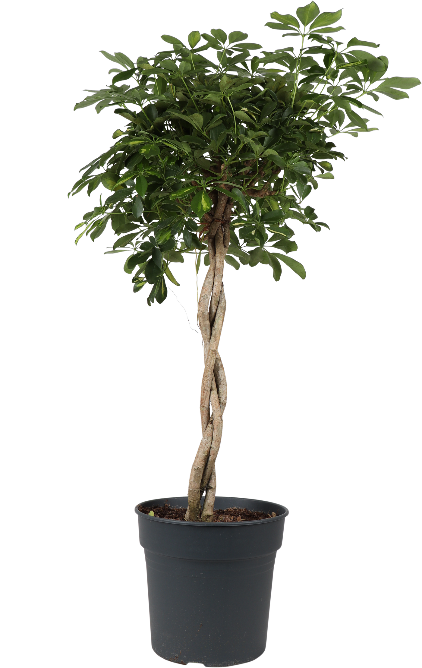 Schefflera gold capella (Vingerboom) (XL)