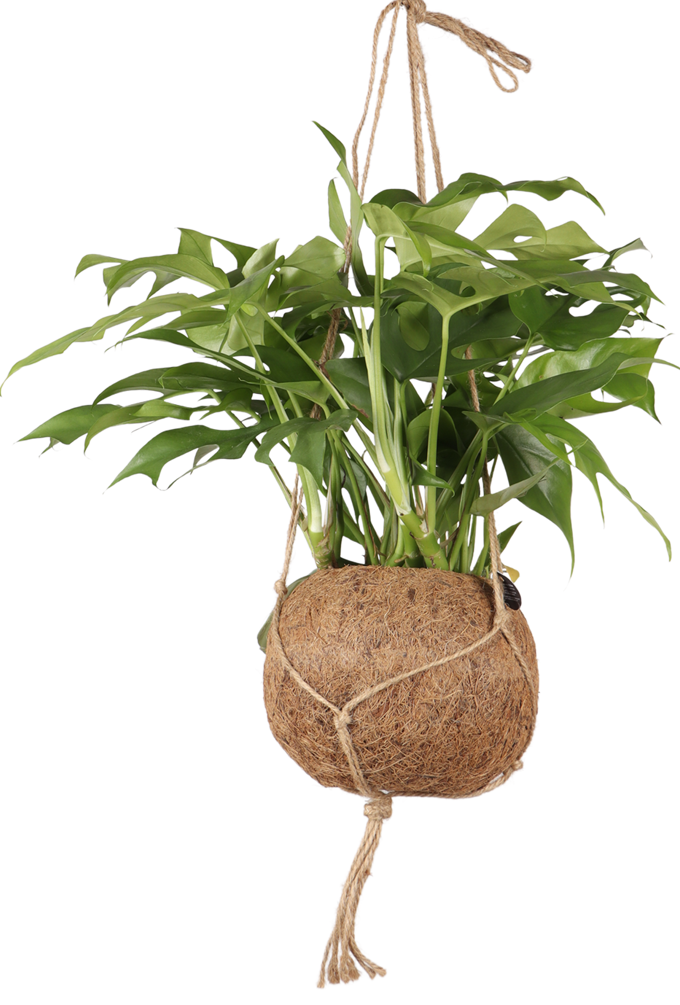 Monstera Minima Kokodama (S)