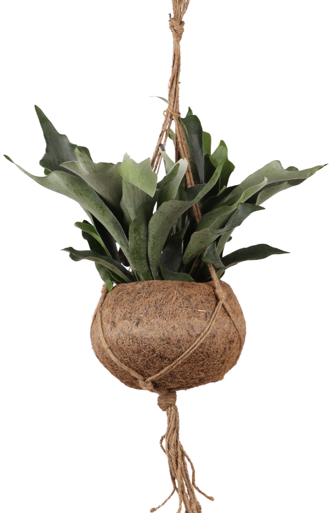 Platycerium (Herfsthoornvaren) Kokodama (S)