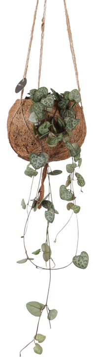 Ceropegia woodii (Chinees lantaarnplantje) Kokodama (S)