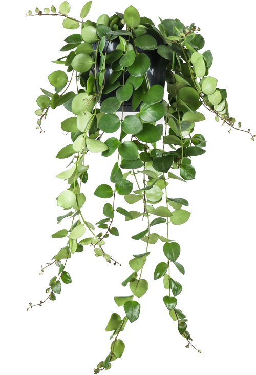 Aeschynanthus Pink Polka (Lipstickplant) (M)