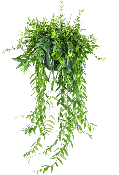 Aeschynanthus Japhrolepis (Lippenstiftplant) (M)