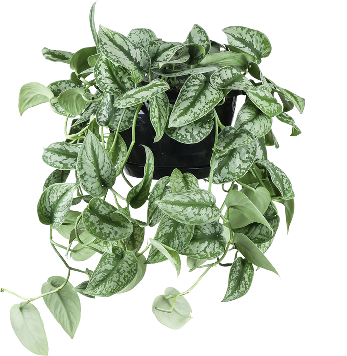 Scindapsus pictus trebie (Zilverrank) (M)
