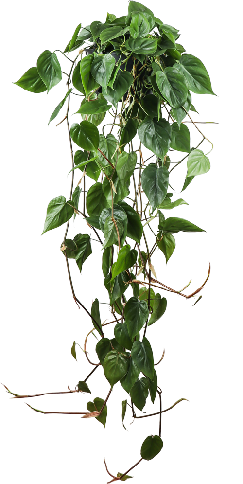 Philodendron scandens (Heartleaf philodendron)