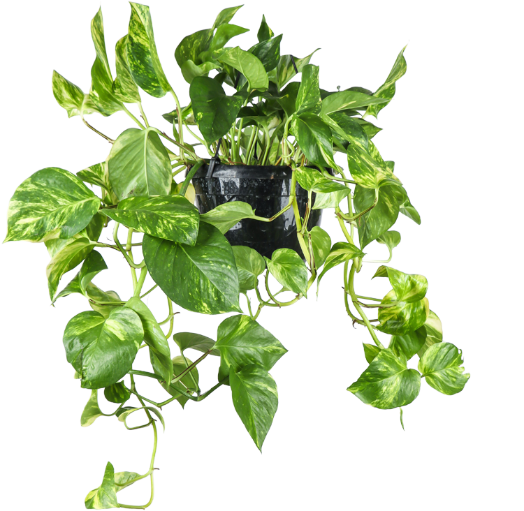 Epipremnum aureum (Drakenklimop) (M)