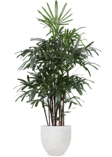 Rhapis excelsa (Stokpalm) (XL)