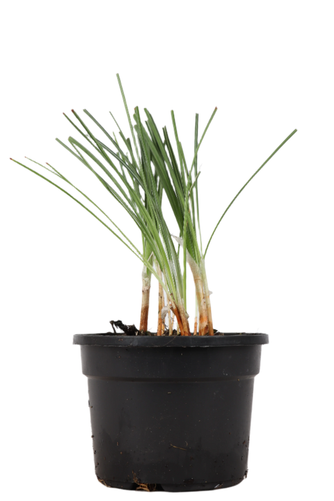 Crocus sativus (Saffraan/Saffraankrokus) – Leila