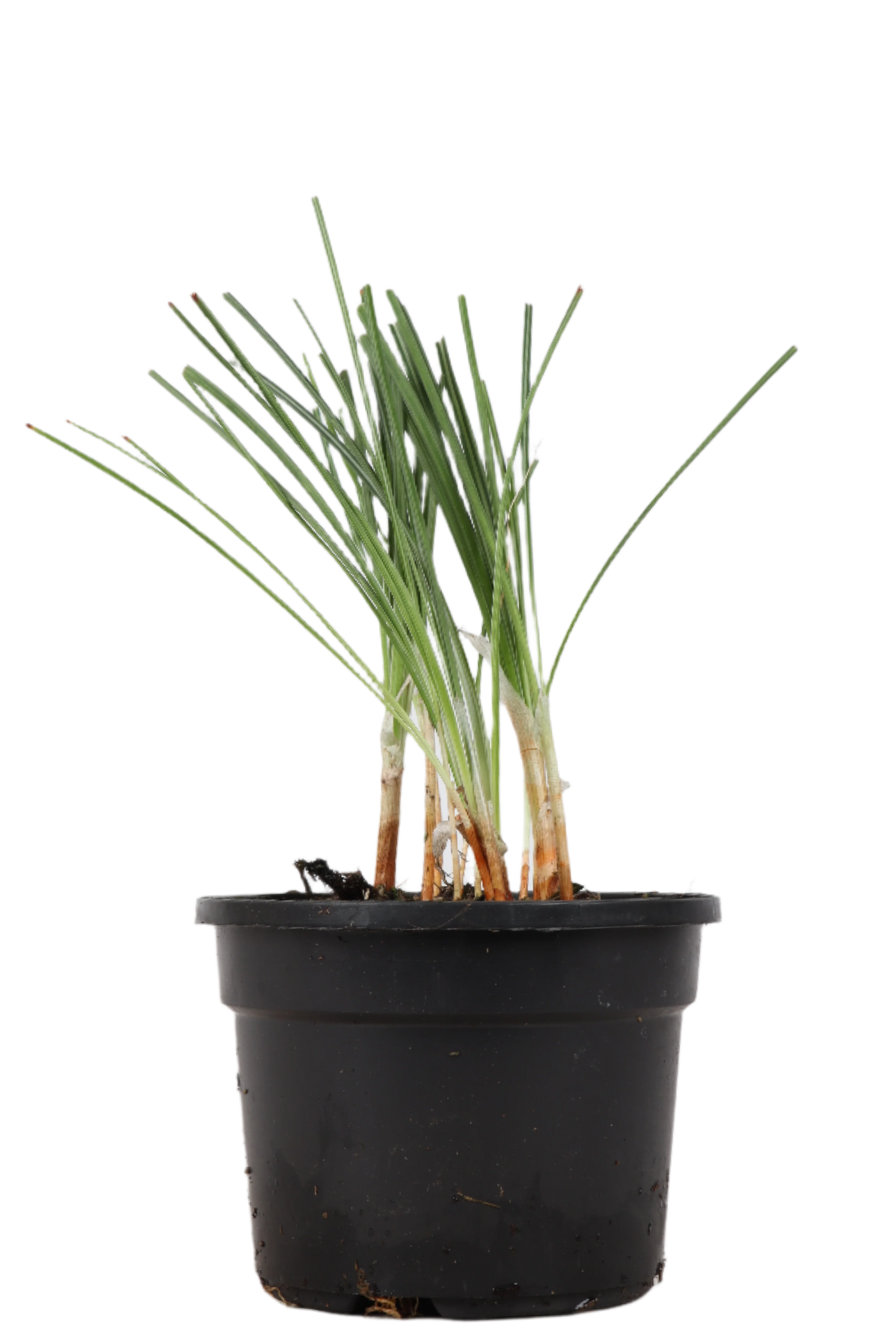 Crocus sativus (Saffraan/Saffraankrokus) – Leila