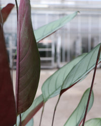 inspiratie-4
