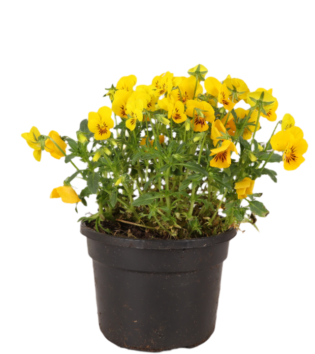 Hoornviooltje (Eetbare bloem, Viola Cornuta)