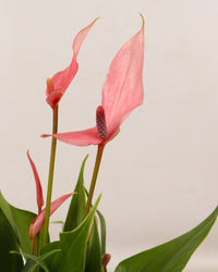 inspiratie-2